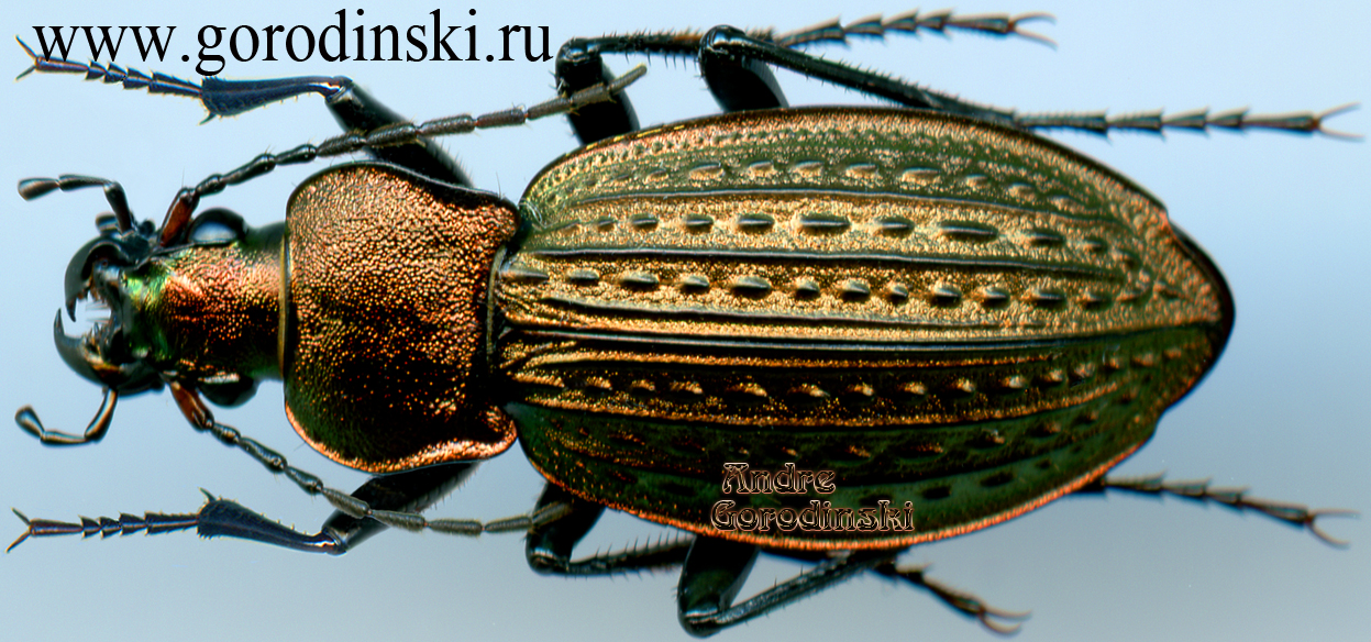 http://www.gorodinski.ru/carabus/Carabus cancellatus.jpg